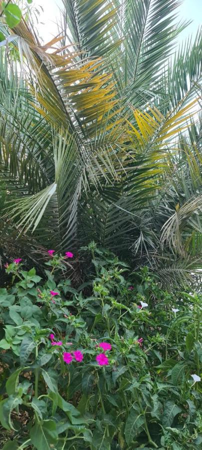 L'Hirondelle De Kelibia : Chez Amou Hotel Luaran gambar
